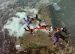 Formation Skydiving Over Zephyrhills, Florida